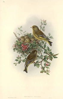 Carduelis chloris, European greenfinch Carduelis chloris, European greenfinch