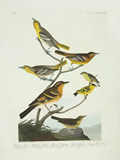 Carduelis psaltria, Icterus galbula, I. Bullockii, Seiurus n Carduelis psaltria, Icterus galbula, I. Bullockii, Seiurus n