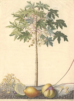 Carica papaya L., papaya or melon pawpaw Carica papaya L., papaya or melon pawpaw