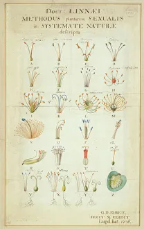 System Gallery: Carl Linnaeuss Systema Naturae (1736)