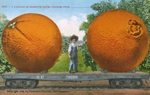 Oversize Gallery: Carload of Mammoth Navel Oranges