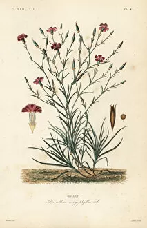 Carnation or clove pink, Dianthus caryophyllus