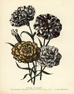 Carnation or Dianthus caryophyllus varieties