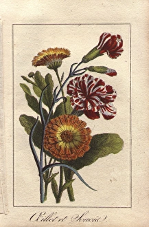 Carnation and marigold, Dianthus caryophyllus Carnation and marigold, Dianthus caryophyllus
