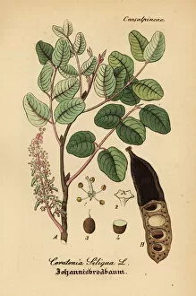 Carob tree, Ceratonia siliqua