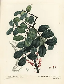 Carob tree or locust bean, Ceratonia siliqua Carob tree or locust bean, Ceratonia siliqua
