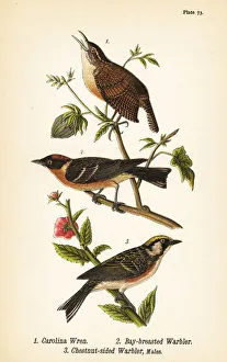 Carolina wren, bay-breasted warbler and chestnut-sided Carolina wren, bay-breasted warbler and chestnut-sided