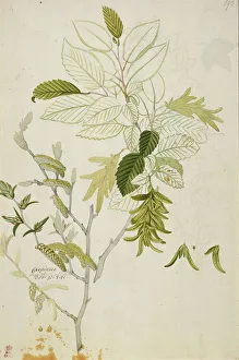 Carpinus betulus, hornbeam Carpinus betulus, hornbeam