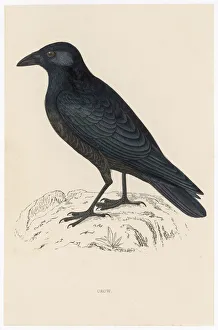Crows And Jays Gallery: 