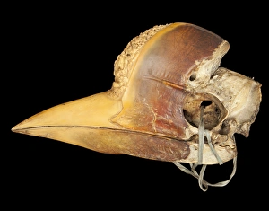 Carved Hornbill Skull