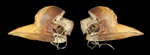 Carved Hornbill Skull