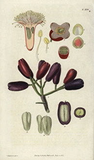 Caryophyllus aromaticus, clove spice flower Caryophyllus aromaticus, clove spice flower