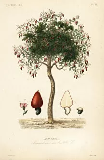 Cashew tree or cashew nut tree, Anacardium occidentale