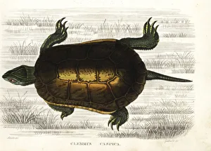 Caspian turtle or striped-neck terrapin, Mauremys caspica Caspian turtle or striped-neck terrapin, Mauremys caspica