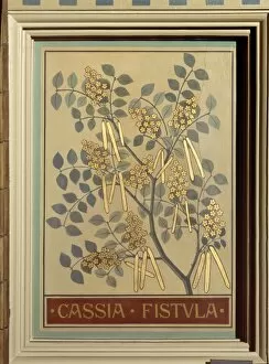 Eudicot Gallery: Cassia fistula, canafitula