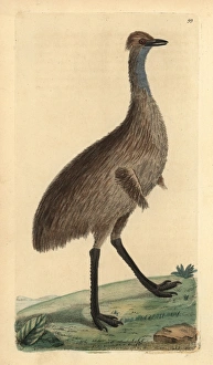 Cassowary, Casuarius australis (Emu, Dromaius Cassowary, Casuarius australis (Emu, Dromaius