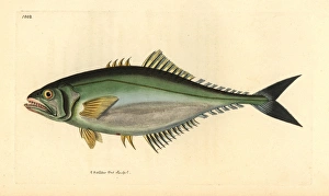 Castin leatherjacket, Oligoplites saliens Castin leatherjacket, Oligoplites saliens