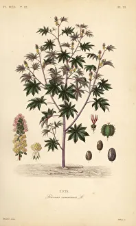 Castor bean or castor oil plant, Ricinus communis Castor bean or castor oil plant, Ricinus communis