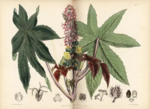 Castor oil or palma-christi, Ricinus communis Castor oil or palma-christi, Ricinus communis