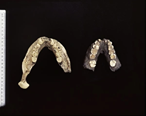 Casts of Australopithecus boisei jaw bones Casts of Australopithecus boisei jaw bones