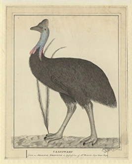 Casuarius casuarius, southern cassowary Casuarius casuarius, southern cassowary