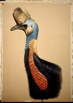 Casuarius unappendiculatus, northern cassowary Casuarius unappendiculatus, northern cassowary