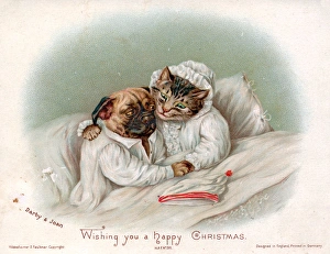 Cat and dog in bed on a Christmas card Cat and dog in bed on a Christmas card