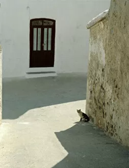 Solitary Gallery: Cat in hot street, Almaria, Spain