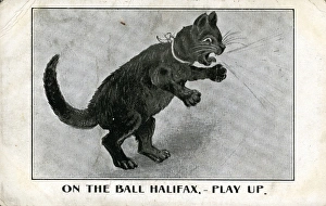 Cat Novelty Picture, Halifax Football Club, Yorkshire Cat Novelty Picture, Halifax Football Club, Yorkshire