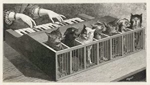 Music Posters: CAT PIANO
