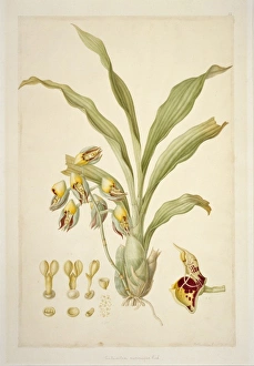 Catasetum macrocarpum, monkshead orchid Catasetum macrocarpum, monkshead orchid