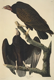 Cathartidae Gallery: Cathartes aura, turkey vulture