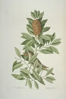 Catesby Gallery: Catharus minimus, grey-cheeked thrush