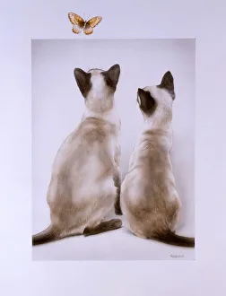 <b class=qtipBold><figcaption>Two Cats and a butterfly</figcaption></b><br>Two siamese cats watch a tortoiseshell butterfly. Painting by Malcolm Greensmith<br><em>© Mary Evans/Malcolm Greensmith</em> Two Cats and a butterfly