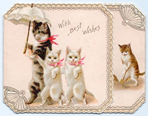 Four cats with parasol on a greetings card Four cats with parasol on a greetings card