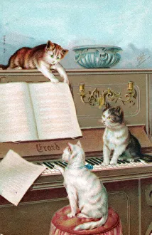 Three cats playing the piano on a greetings postcard Three cats playing the piano on a greetings postcard