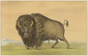 American Bison Print
