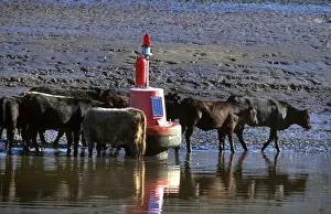 Cattle beside a port hand buoy in the River Dee at low water Cattle beside a port hand buoy in the River Dee at low water