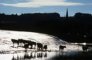 Cattle wade in the River Dee at low water in Kirkcudbright Cattle wade in the River Dee at low water in Kirkcudbright