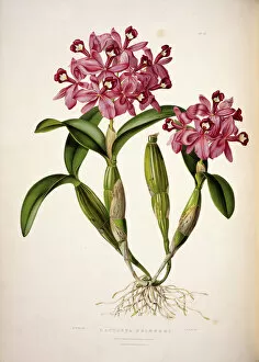 Bateman Collection: Cattleya skinneri, English orchid