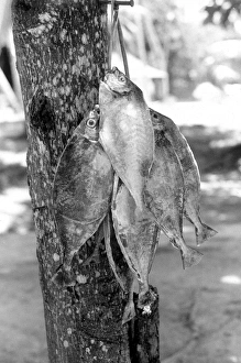 Caught fish hanging on a tree, La Digue, Seychelles Caught fish hanging on a tree, La Digue, Seychelles