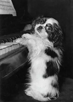 King Charles Collection: Cavalier King Charles spaniel at the piano