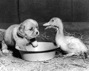 Cavalier King Charles Spaniel Pup and duckling Cavalier King Charles Spaniel Pup and duckling