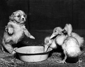 Cavalier King Charles Spaniel pup and ducklings Cavalier King Charles Spaniel pup and ducklings