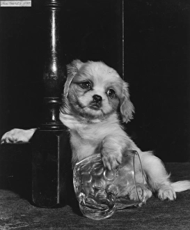 Cavalier King Charles spaniel puppy with beerglass Cavalier King Charles spaniel puppy with beerglass