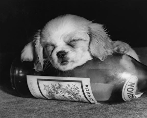 Cavalier King Charles spaniel puppy with bottle Cavalier King Charles spaniel puppy with bottle