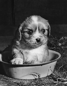 Cavalier King Charles spaniel puppy in bowl Cavalier King Charles spaniel puppy in bowl