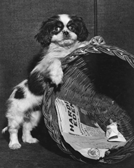 Cavalier King Charles spaniel with wastepaper basket Cavalier King Charles spaniel with wastepaper basket