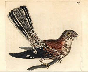 Cayenne nightjar, Caprimulgus maculosus Cayenne nightjar, Caprimulgus maculosus