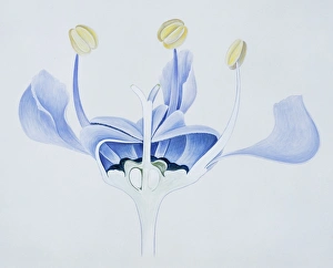 <b class=qtipBold><figcaption>Ceanothus sp., Californian lilac</figcaption></b><br>Drawing 49/1 made in 1904 by Arthur Harry Church (1865-1937). Held in the Botany Library at the Natural History Museum, London. Date:<br><em>© Mary Evans / Natural History Museum</em> Ceanothus sp., Californian lilac
